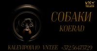 Koerad / Собаки - Vene Noorsooteater