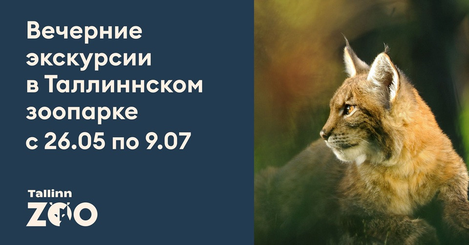 Öö Zoos - hilisõhtused ekskursioonid loomaaias 2026 - vene keeles / Põhjavärav grupp 4