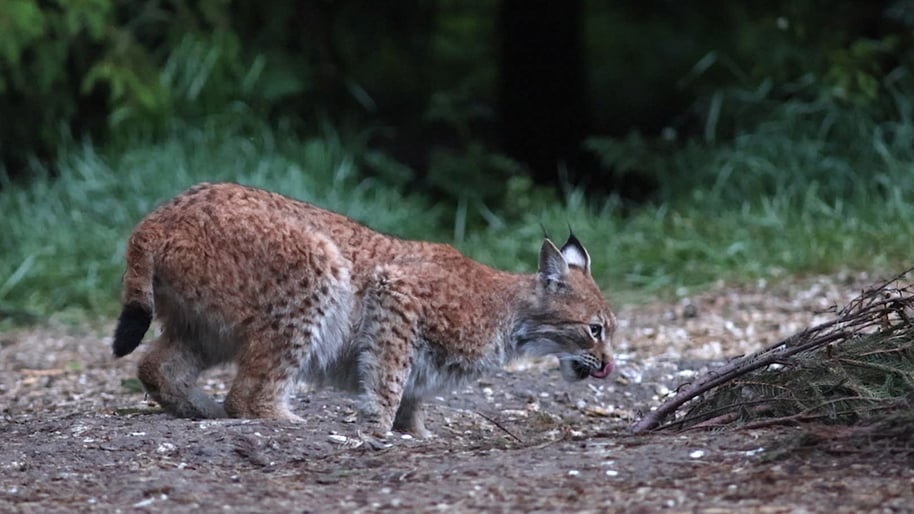 120720 / Kriimsilm, karuott ja rebane. Märkmeid metsast
